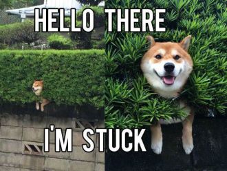 hello-there-im-stuck-dog
